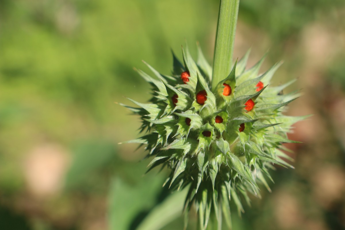 Leonotis nepetifolia (L.) R.Br.